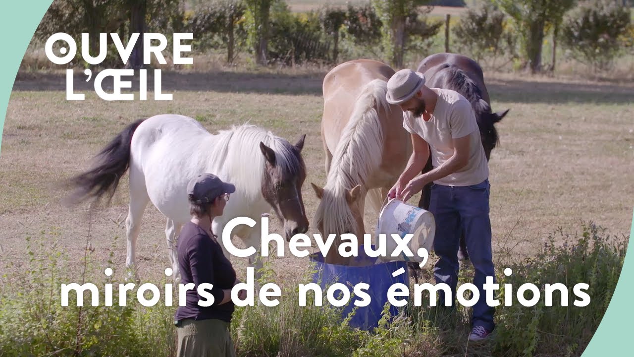 Chevaux, miroirs de nos émotions | Ouvre l'œil