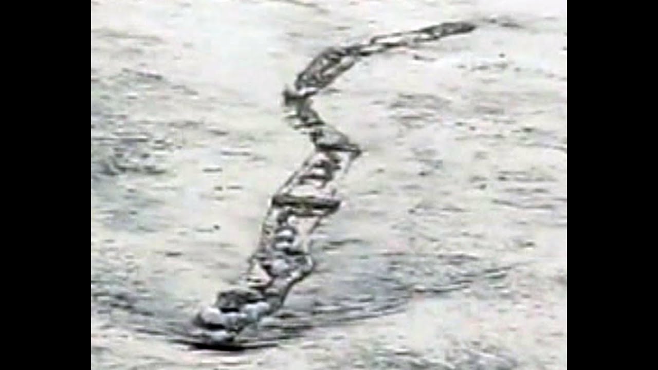 Icelandic river monster caught on tape?