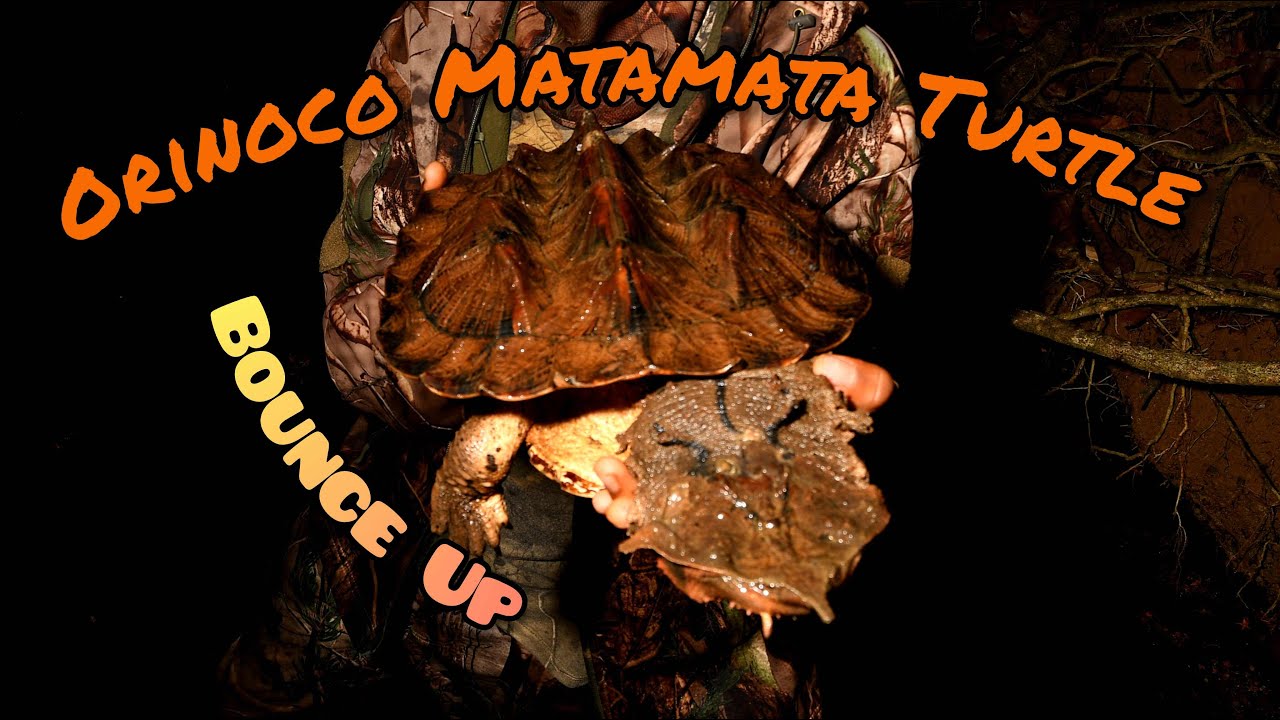 Bounce Up: Orinoco Matamata Turtle (Chelus orinocensis)