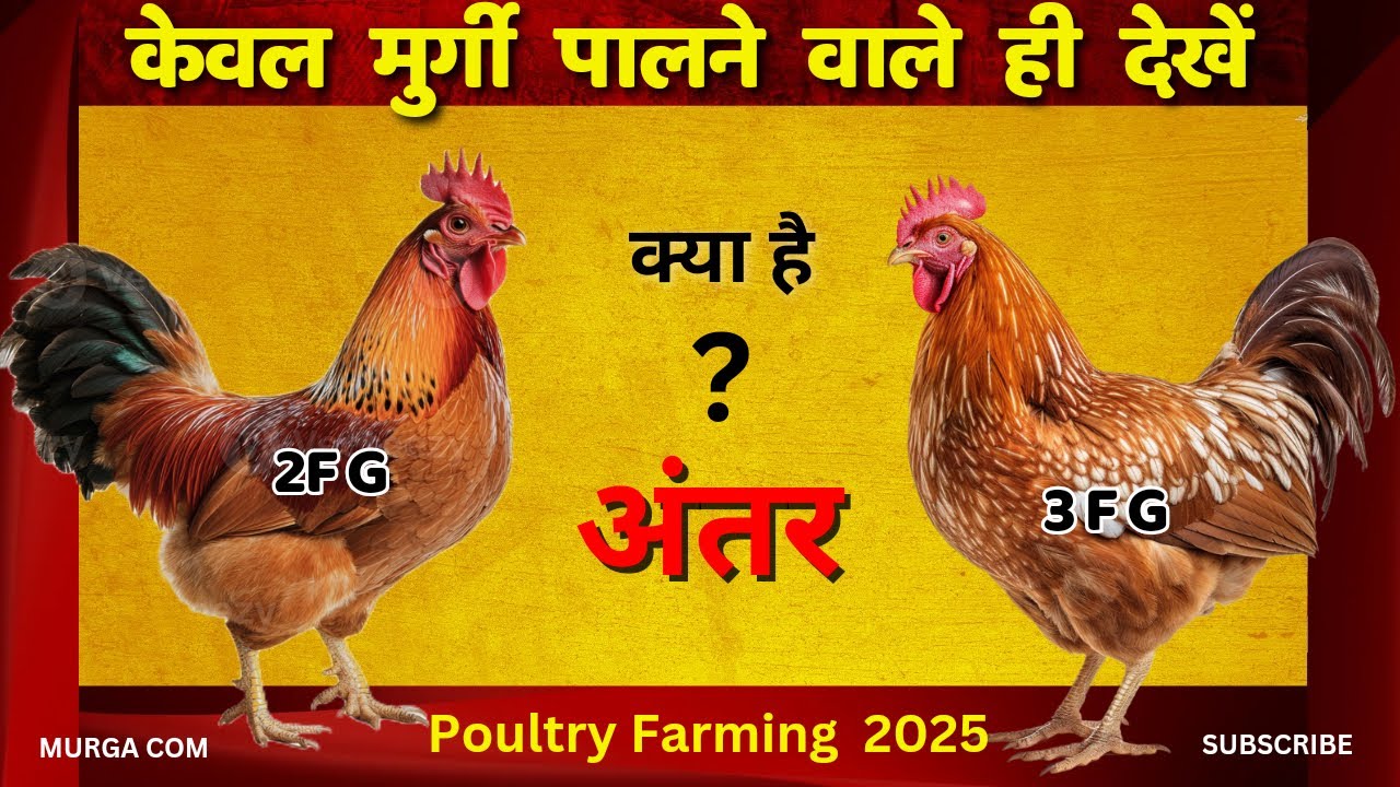 ffg मुर्गा और ffg मुर्गा के बीच अंतर | Difference Between ffg Chicken and fffg Chicken #poultry