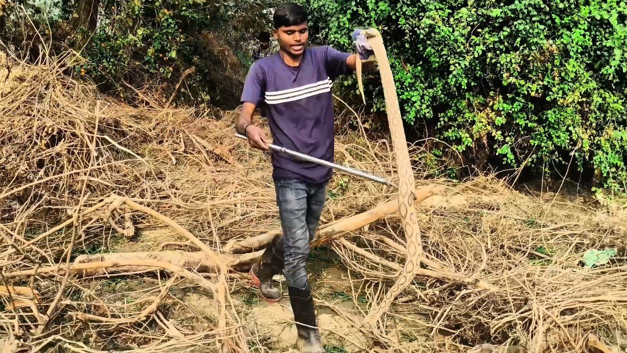 रसेल्स वाइपर भारत का अत्यंत विषैला साँप🐍🐍🐍🐍🐍