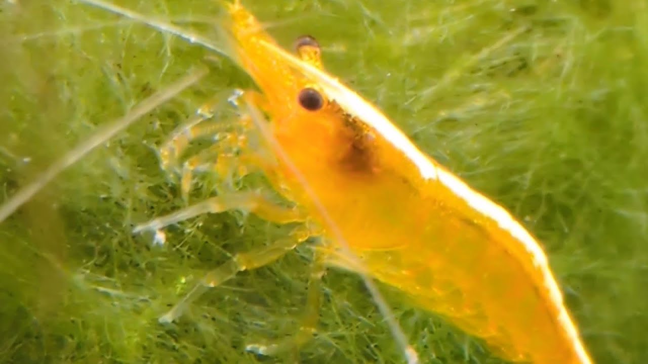 Shrimp Giving Birth: 🦐 Rare Live Footage (60L Nano Tank) #shrimptank 