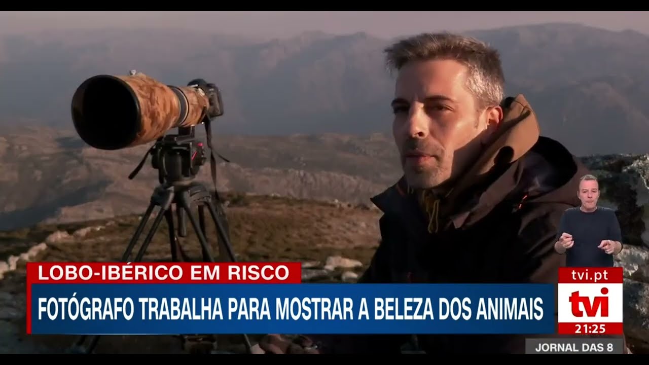 Lobo Ibérico TVI Carlos Pontes