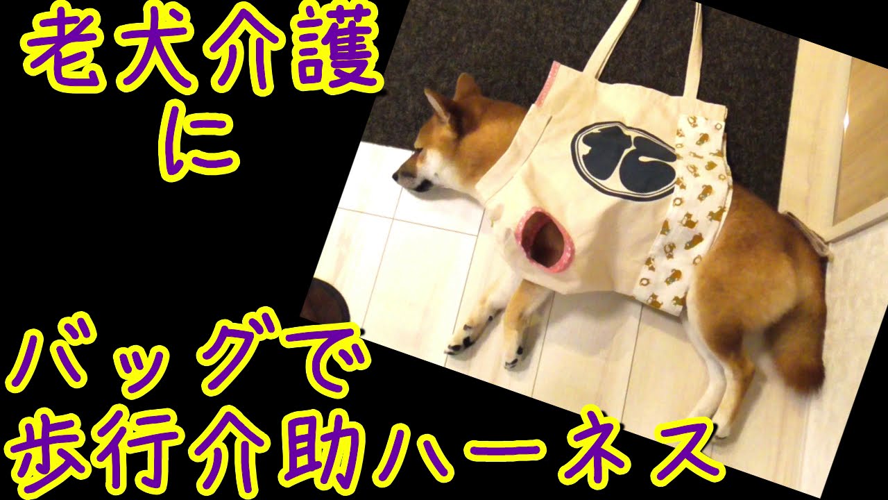 愛犬に衰えを感じたらやってみて！簡単切るだけ歩行介助ハーネス【老犬介護】