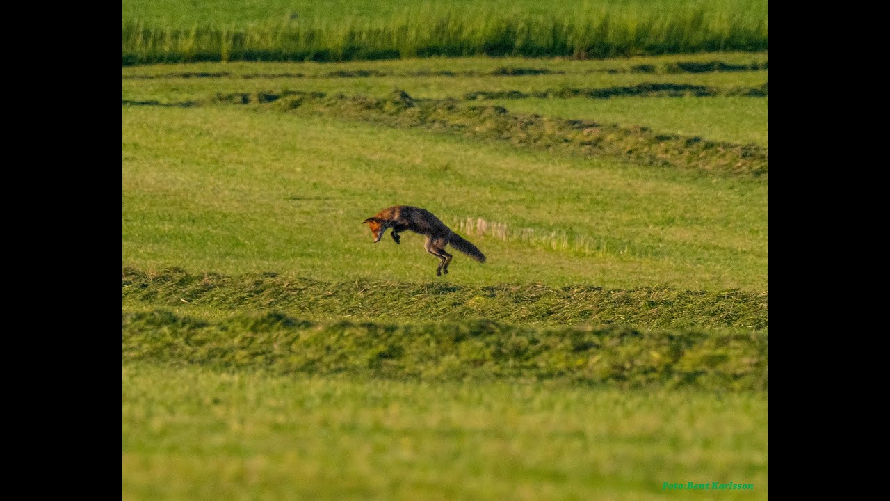 2020 maj 19 ræv fanger mus Fole