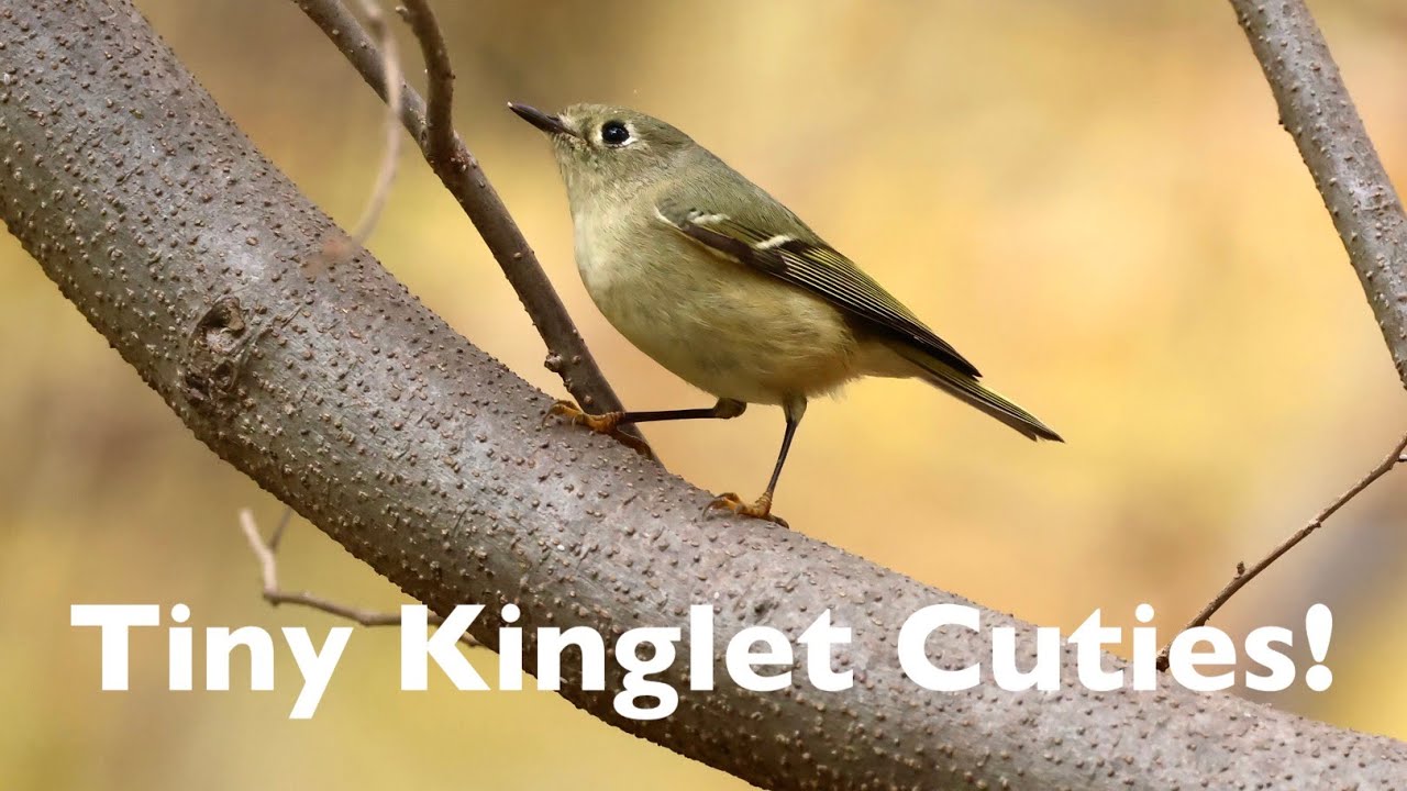 Meet the Kinglets! Ruby-crowned & Golden-crowned Cuties