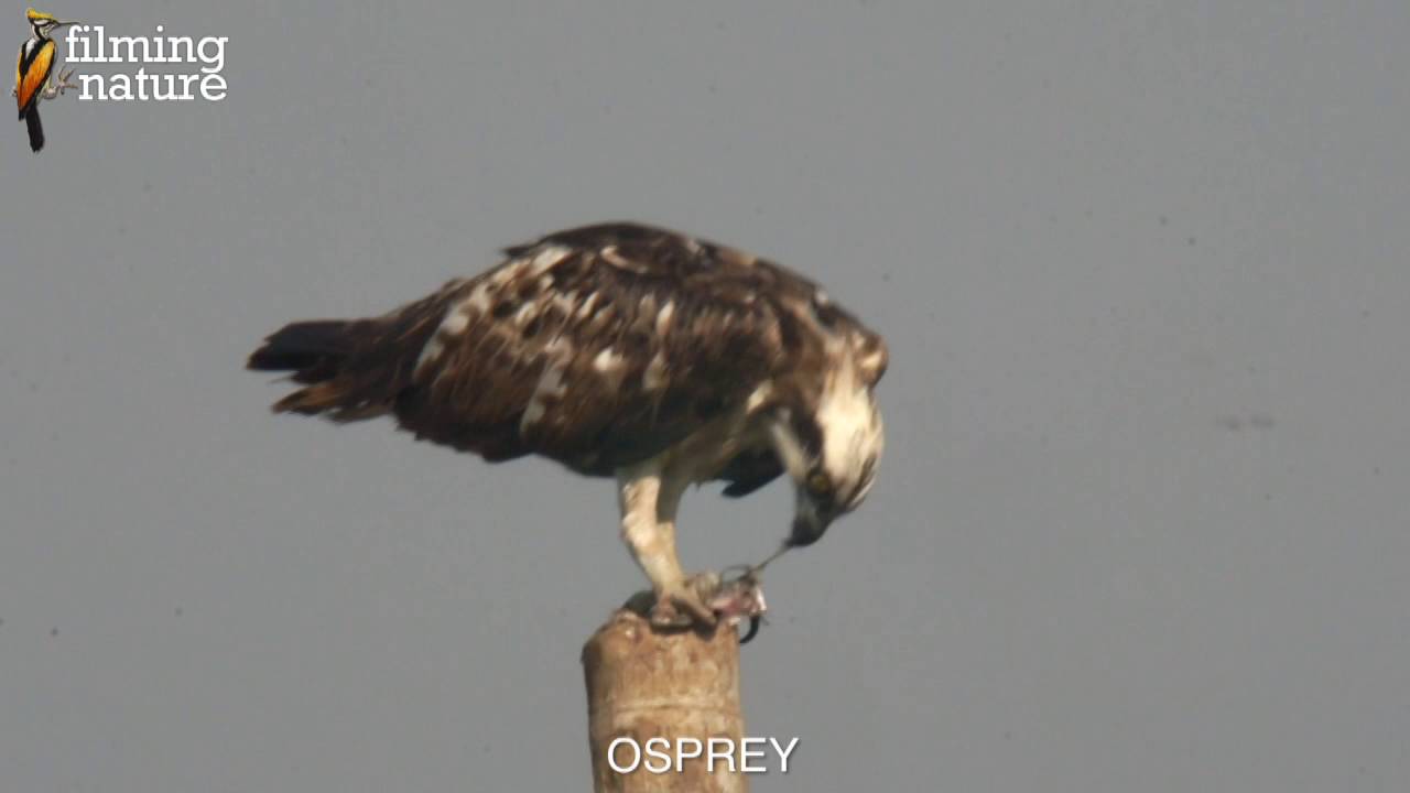 Birds of Goa - Kamat Boat Trip