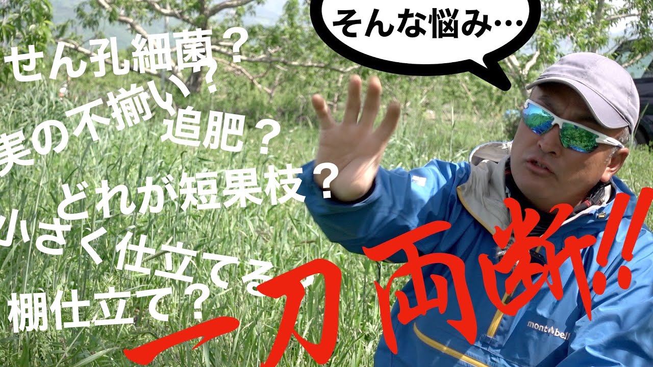 【桃の質問】みなさんのご質問にお答えします。