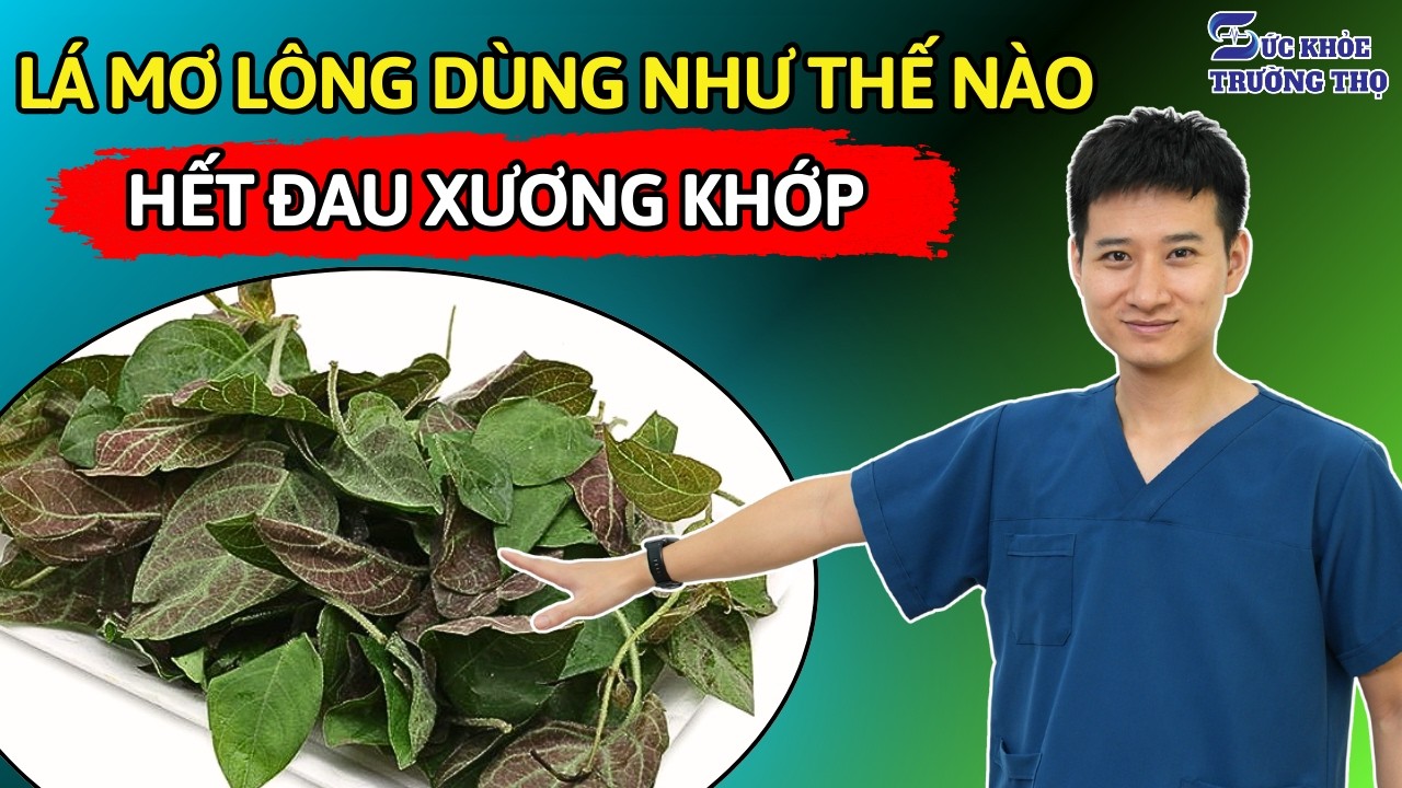 Lá Mơ Lông Chữa Bệnh Xương Khớp – Liều Thuốc Đơn Giản Cho Người Cao Tuổi | Bác sĩ Ngọc