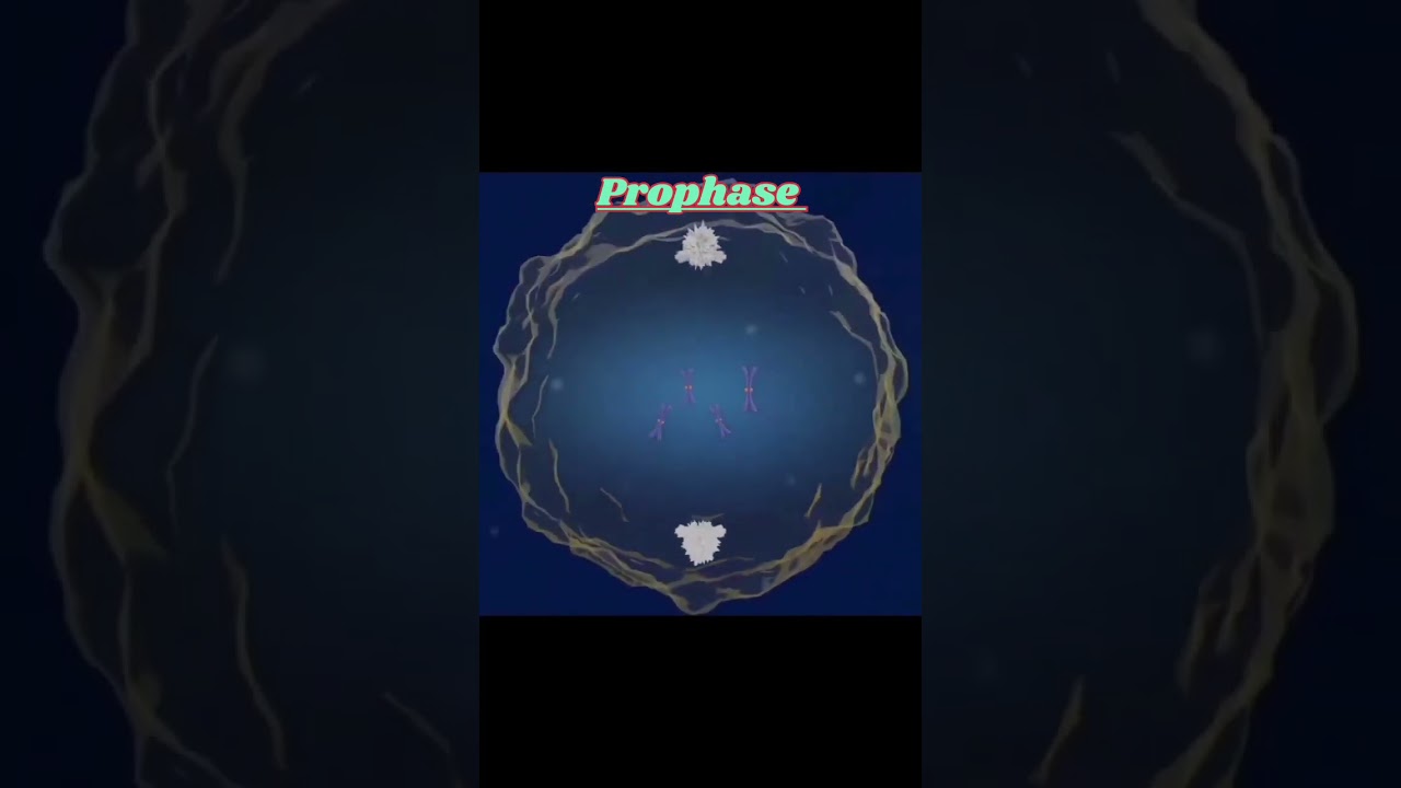 mitosis✳️3D Animation video 
