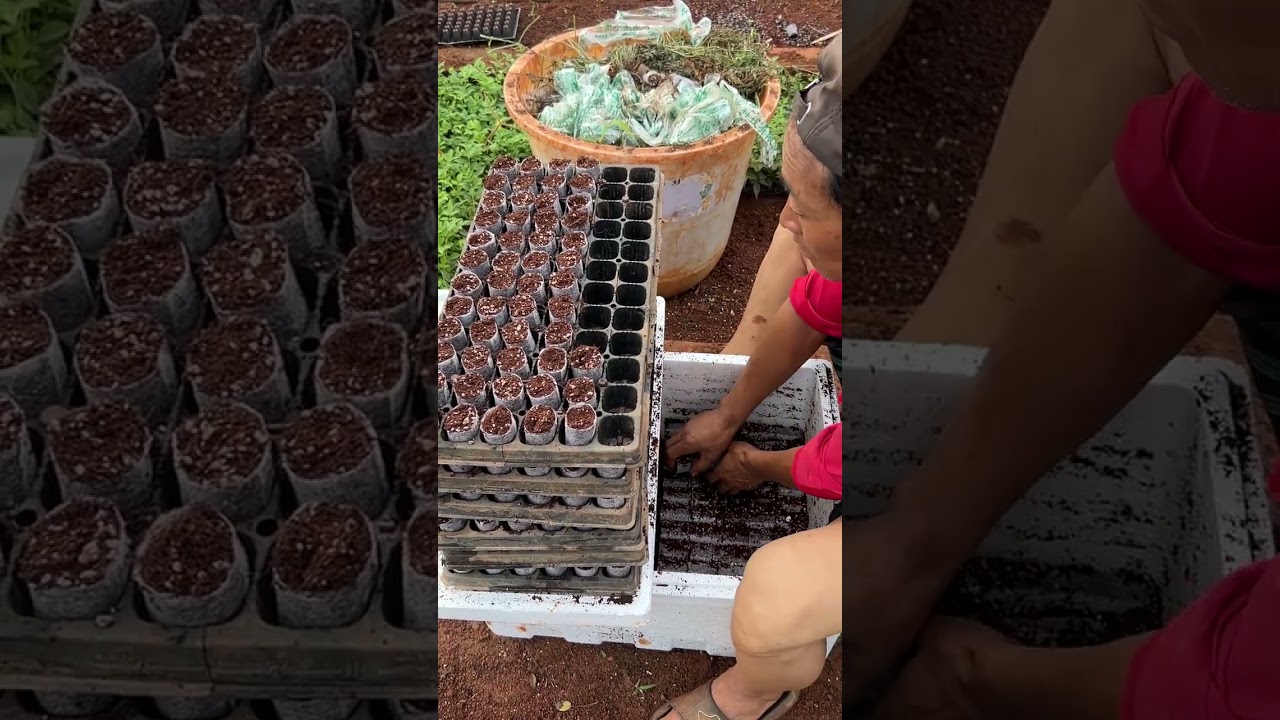 Coconut bran non-woven cup substrate plug tray #seedling cultivation
