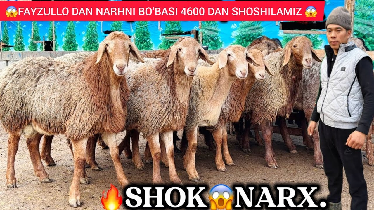 FAYZULLO DAN NARHNI 4.600  DAN BUNAQASI BO‘MAGAN SHOSHILAMIZ 