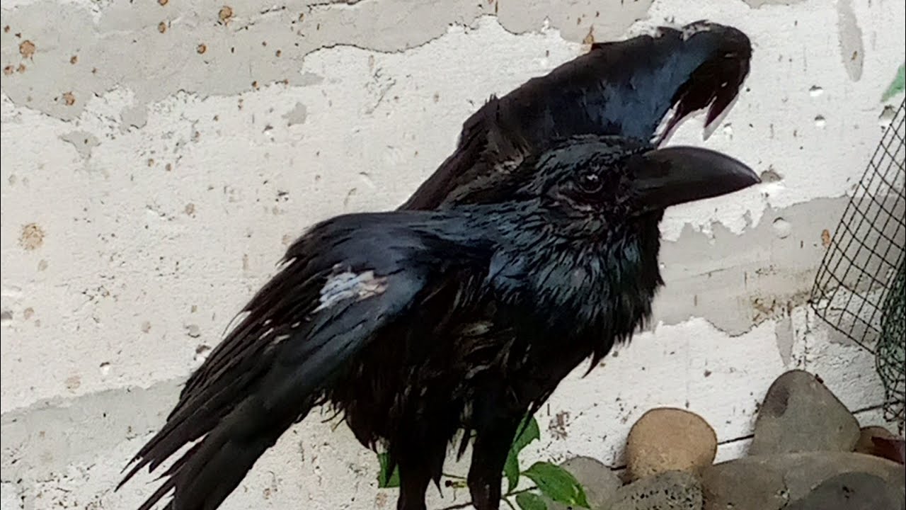 angon Joko dulu sambil ngabuburit