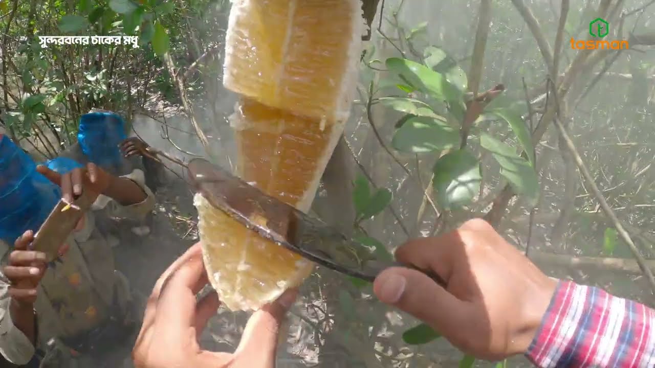 কত কষ্ট করে মধু কাটতে হয় সুন্দরবনে দেখুন। সুন্দরবনে মৌচাক কাটা #honey #sundarban