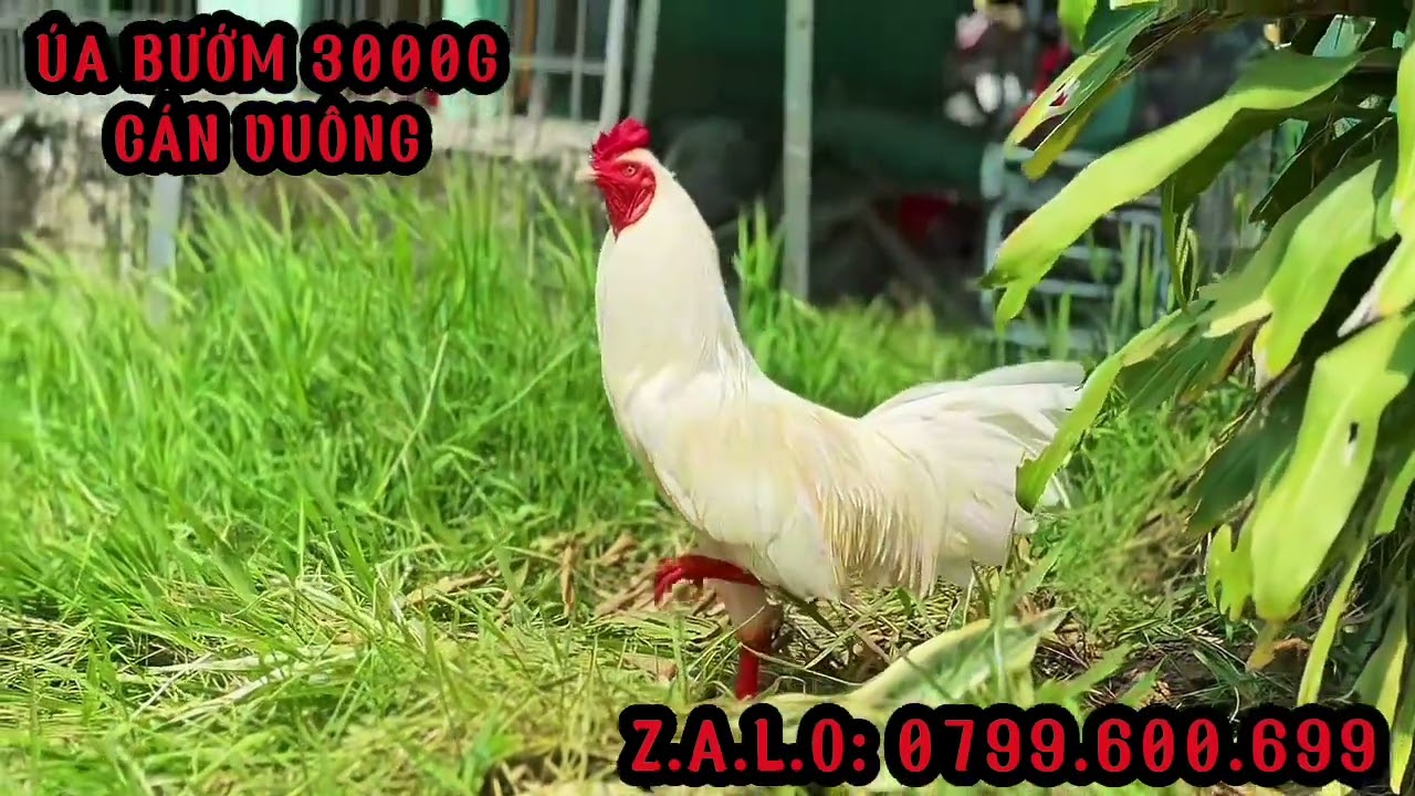 TG - Trần Cường. #top 3 Giỏi (6/2) ÚA CÁN VUÔNG. ALO 0799.600.699