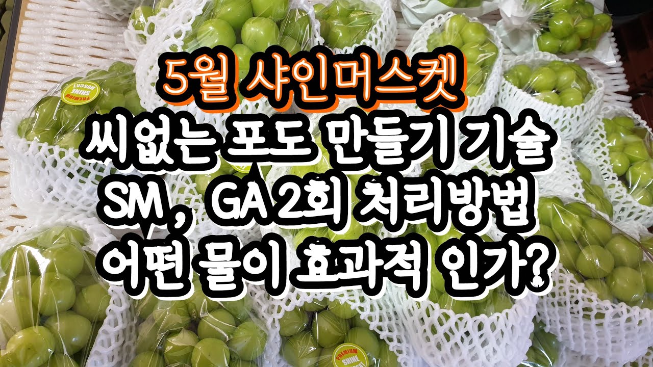 5월 샤인머스켓 씨없는 포도만들기, 스트렙토마이신, 지베렐린 2회 처리기술, 유의사항