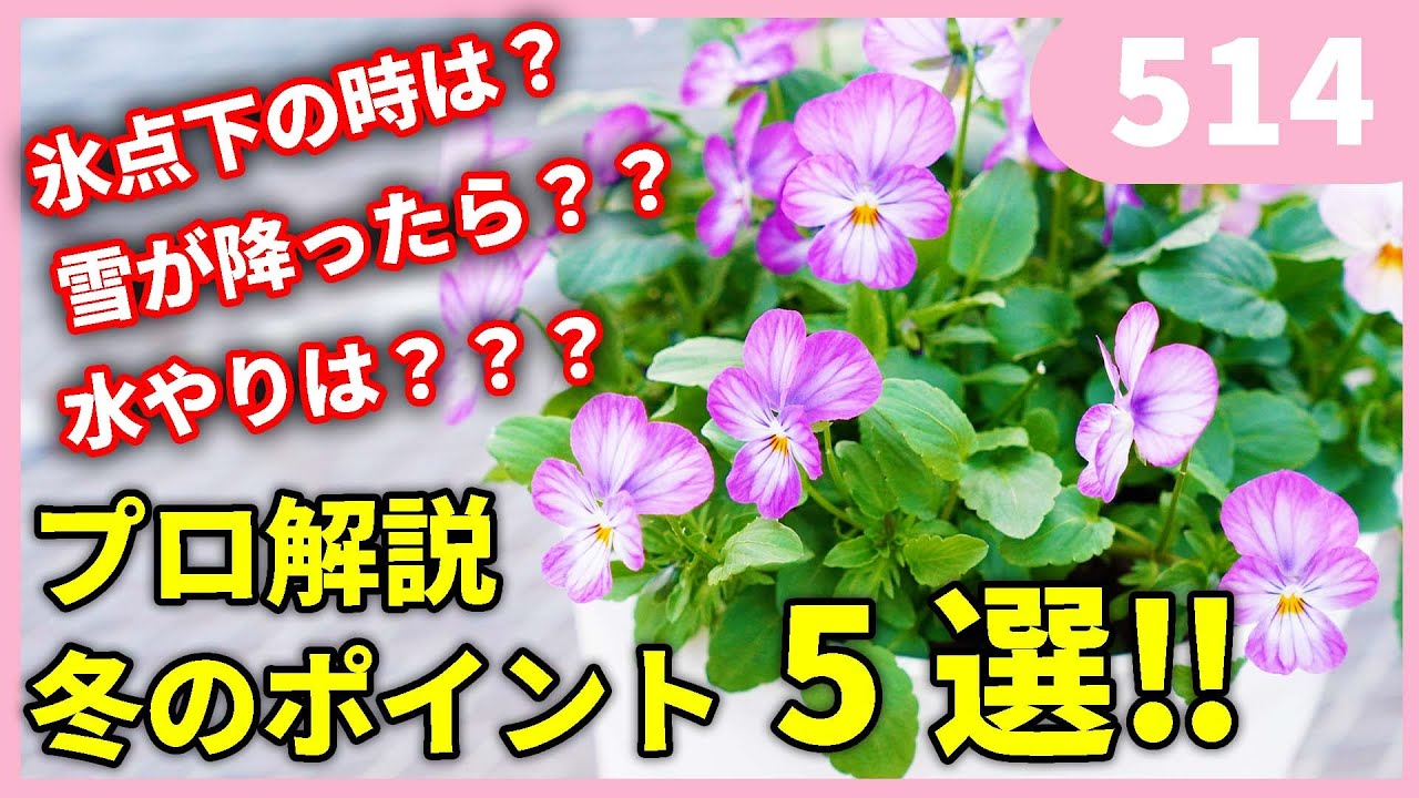 【プロが解説】冬のパンジービオラのポイント５選 by 園芸チャンネル 514 園芸 ガーデニング 初心者