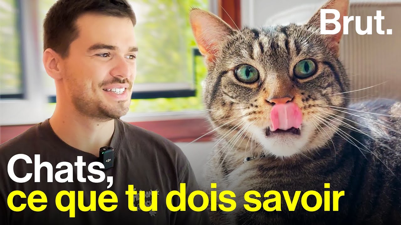 Comment bien s'occuper de nos chats ?