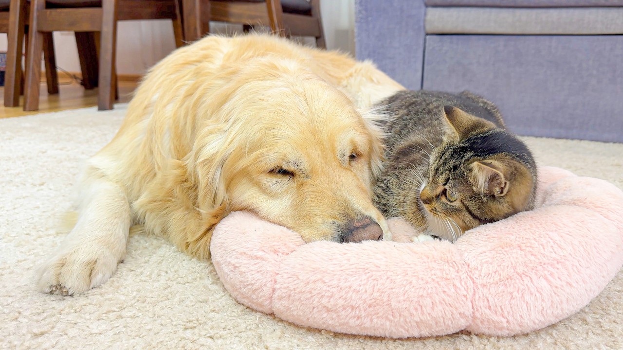 Adorable Kitten Politely Hints to Golden Retriever That He's Too Big for Her Bed!
