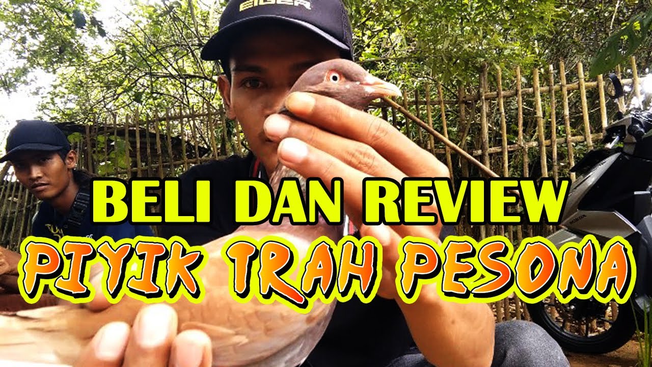 Beli Merpati Trah Pesona Team Baron Tegal - Asli Gangteng Banget Merpatinya
