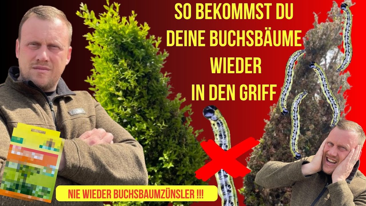 Buchsbaumzünsler erfolgreich bekämpfen und Buchsbaum retten! Tipp was wirklich gut bei Zünsler hilft