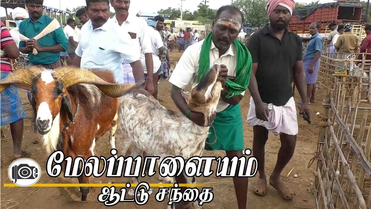 Melapalayam attu santhai | மேலப்பாளையம் ஆட்டு சந்தை
