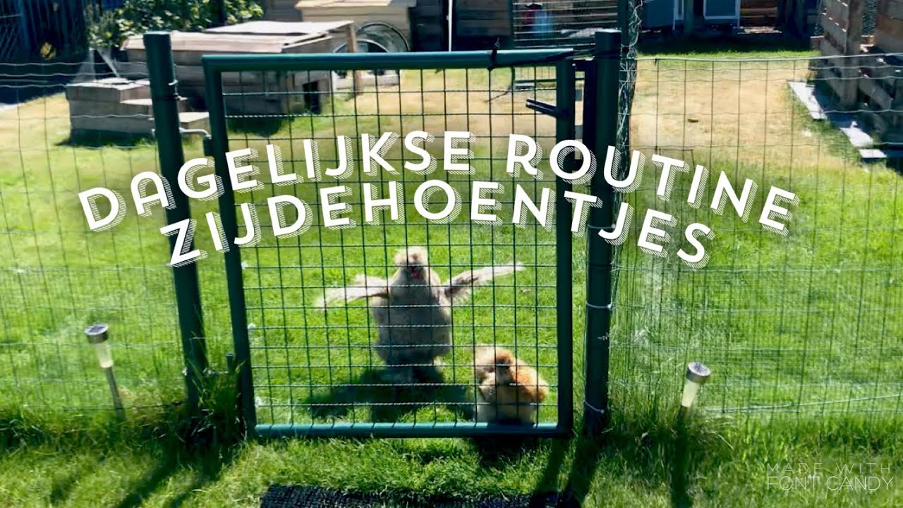 Dagelijkse routine bij zijdehoentjes