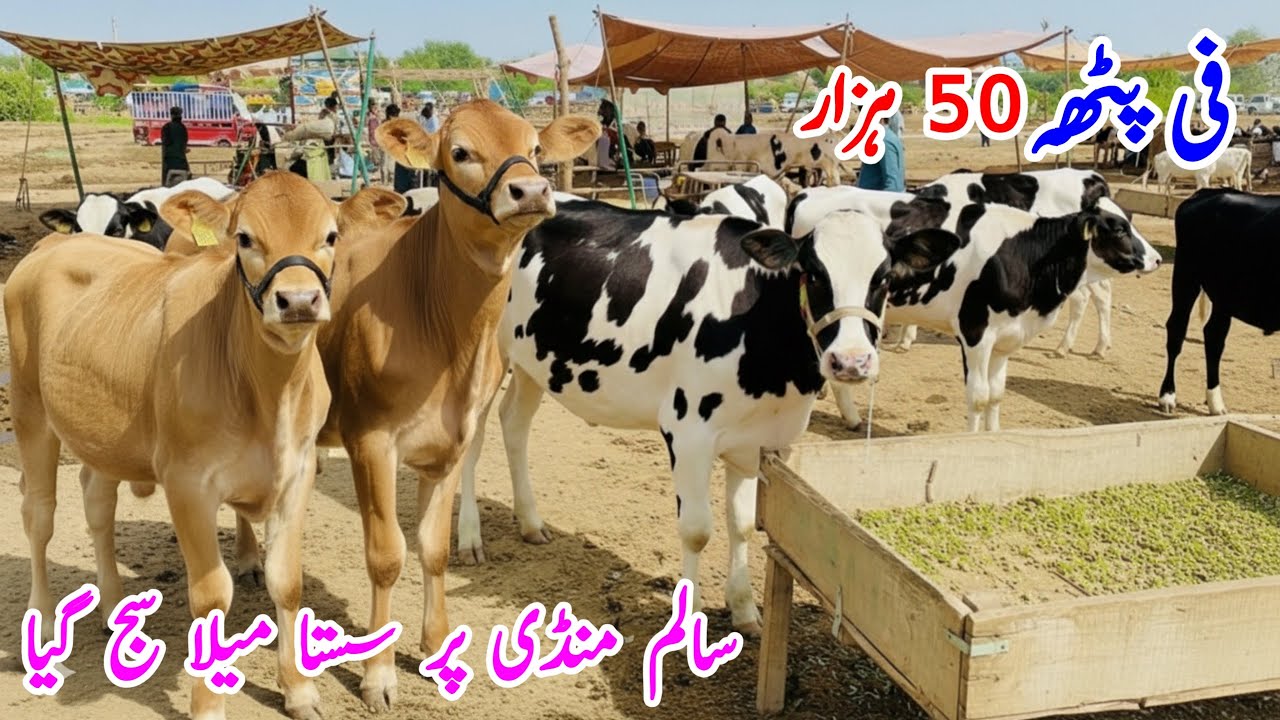 Salam Mandi Fresh Rite | Cholistani Cross Heifers | Top Quality Dairy Calves in Pakistan