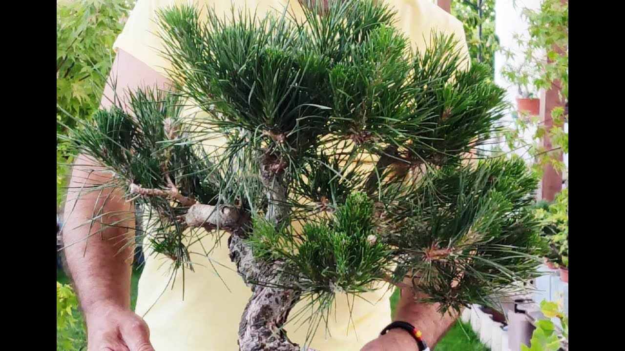 Primera formación en Tumberguii de vivero