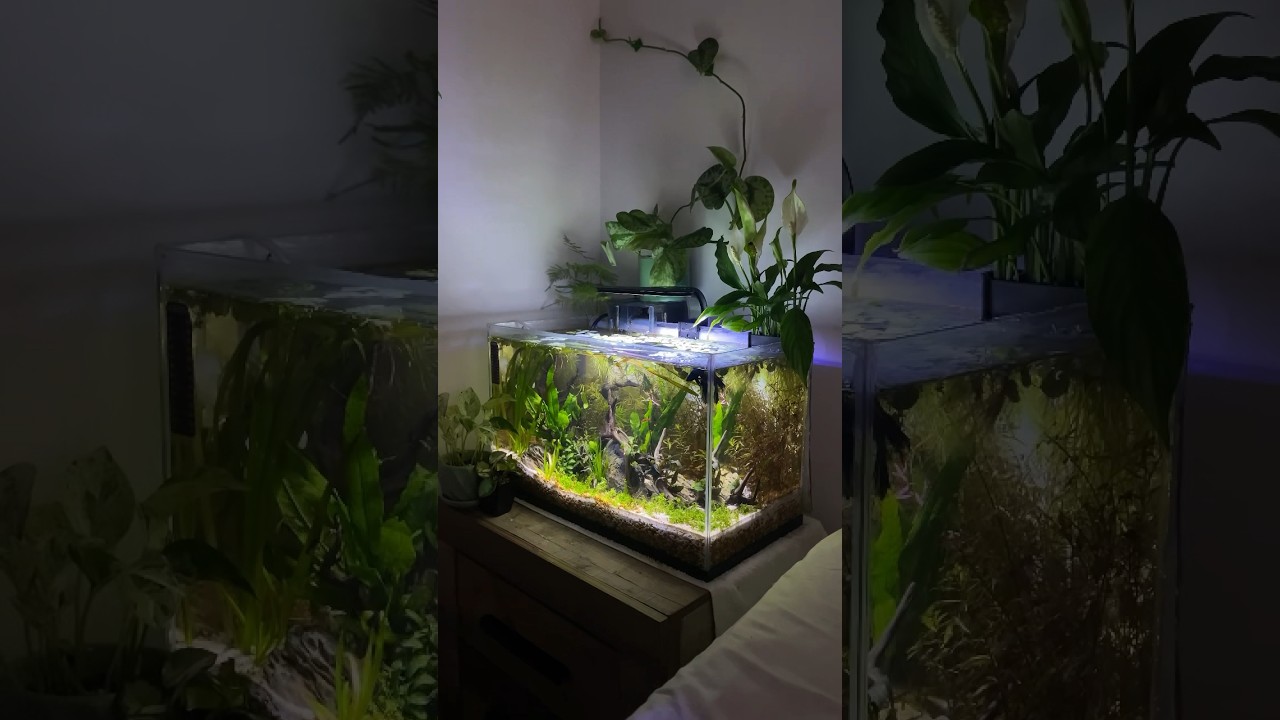 Making My Aquarium Beautiful | Easy DIY Tank Setup