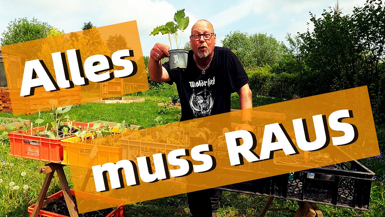 ALLES MUSS RAUS / Schneckenterror im Gewächshaus / Mais anbauen / Gurkengestell