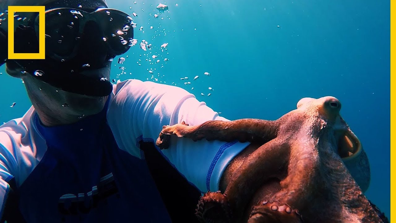 Un pulpo viaja de poliz&oacute;n en el brazo de un buceador | National Geographic en Espa&ntilde;ol