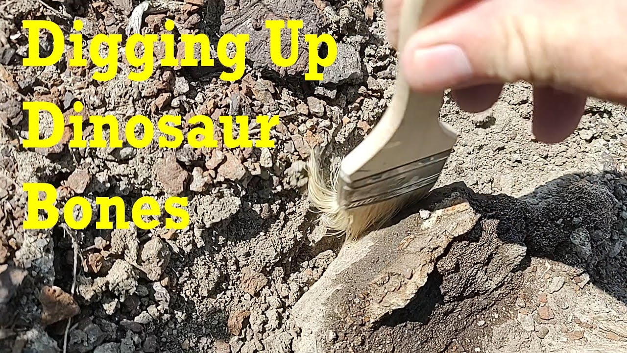Dinosaur Fossil Hunting in Montana Part 1 T-Rex Triceratops #thefinders