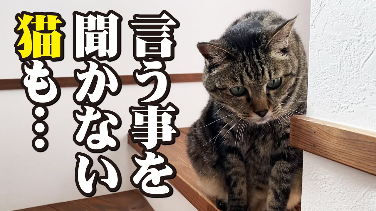 猫がなかなか言うことを聞いてくれない時の対処法