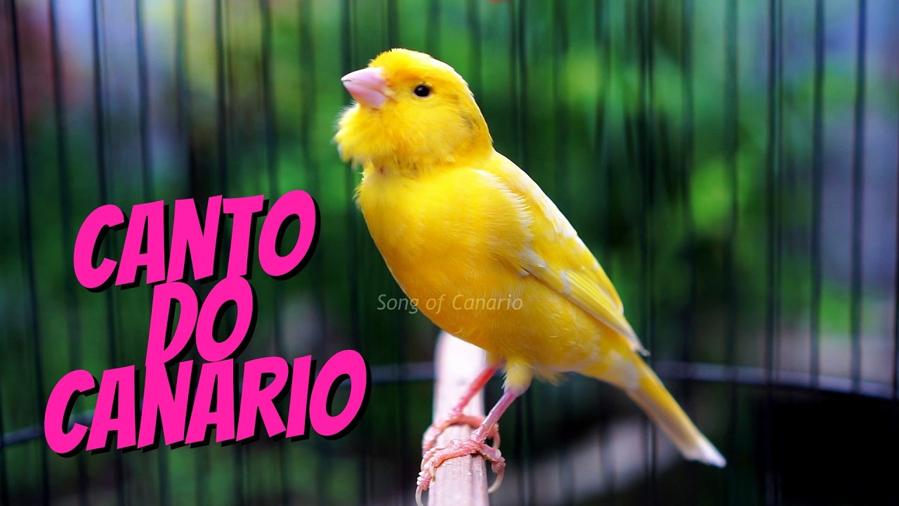 Canário Cantando Muito, 1/4 Hora de Canto para Estimular seu Pássaroe Foco em Relaxamento e Natureza