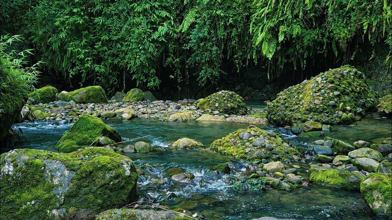 Peaceful River with Bird Sounds - Natural Ambience
