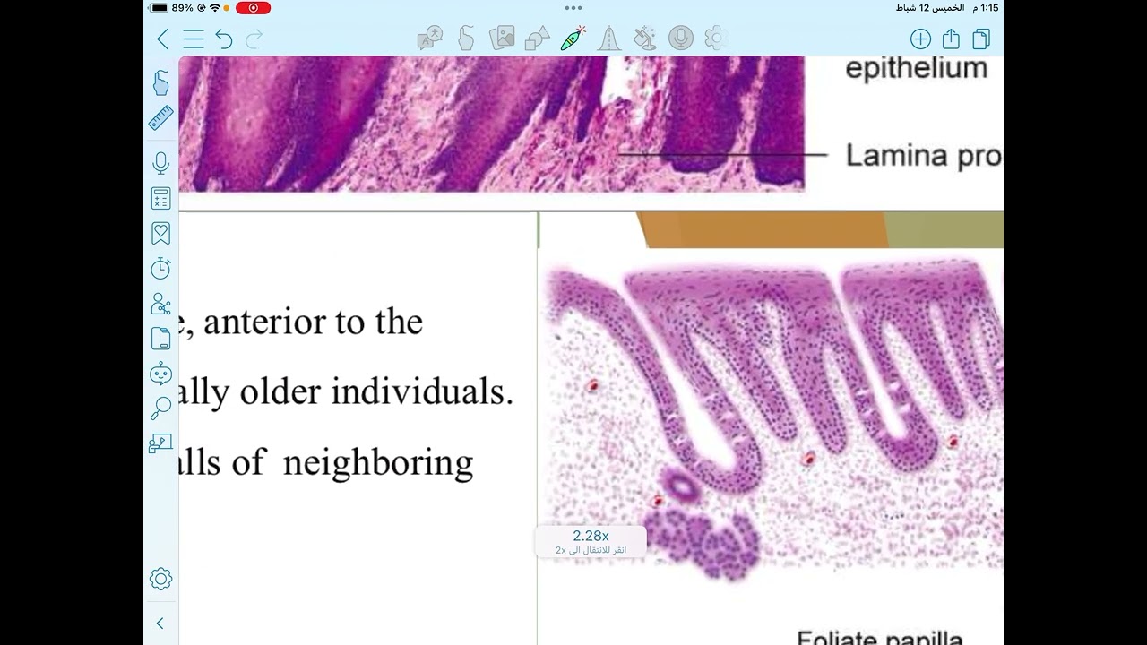Histology L1 /Part2
