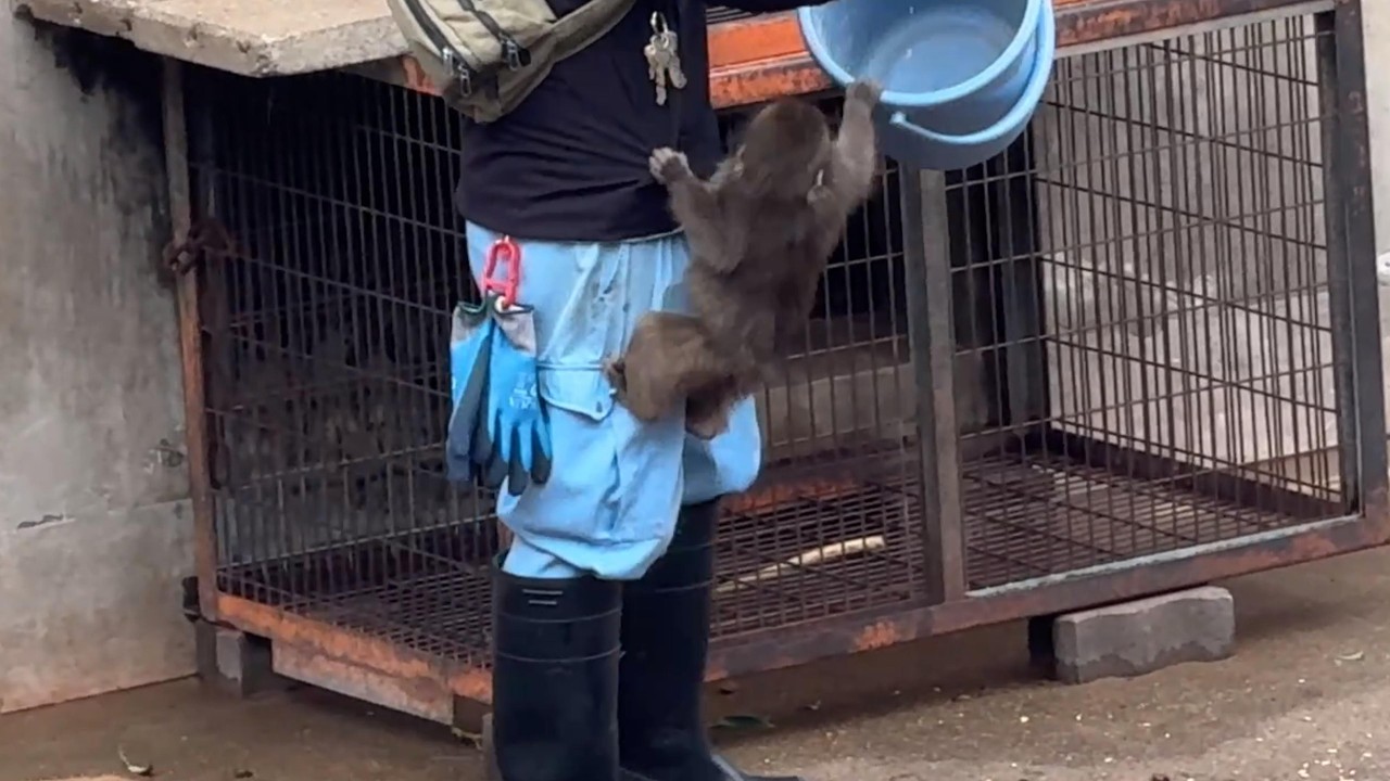 番外編 覗き見するパンチくんが激かわ☆ 【番外編】【市川市動植物園】ニホンザル
