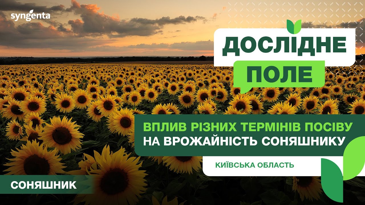 Вплив термінів посіву на врожайність соняшнику