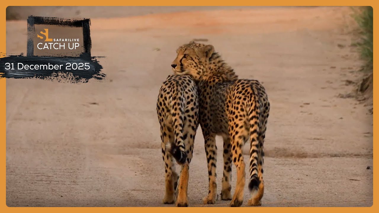 Неповторимая связь — SafariLIVE Catch Up, 31 декабря 2025 г.