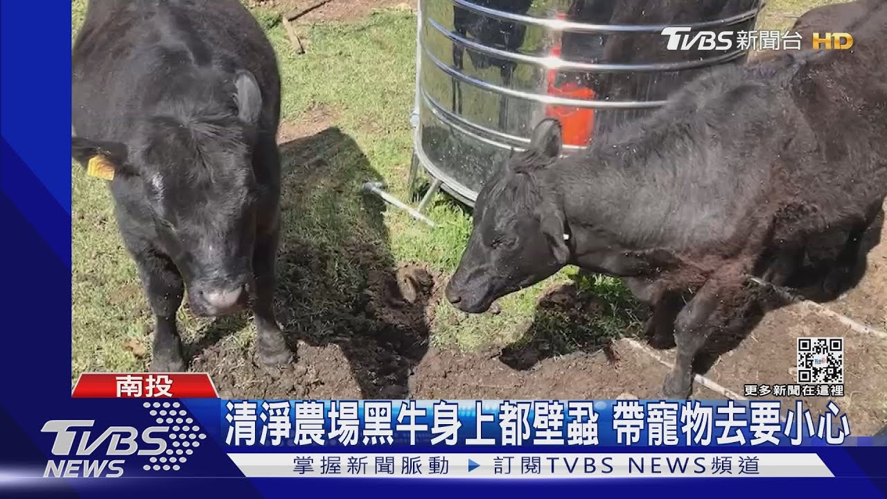 清淨農場黑牛身上都壁蝨 帶寵物去要小心｜TVBS新聞