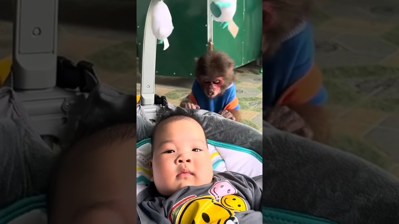 Memorable memories of Monkey Sun watching the baby sleep. #familymonkeysun #animals #baby