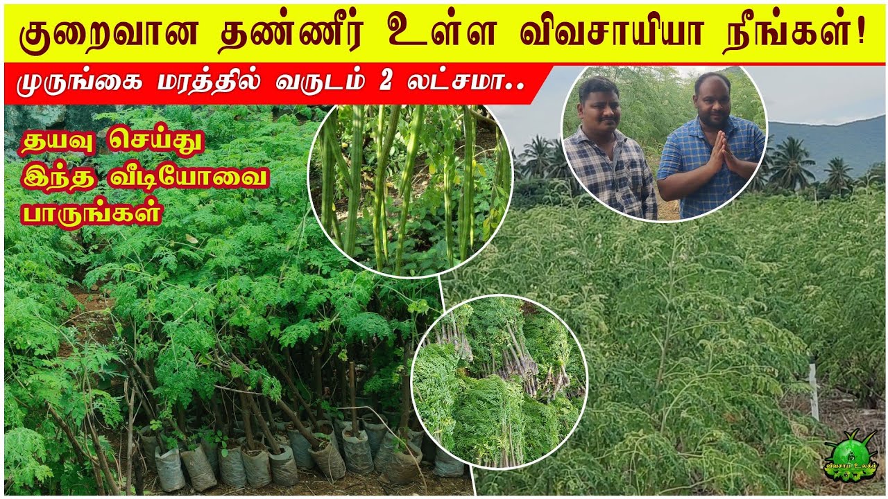 ஏக்கருக்கு 2 லட்சம் வருட வருமானம் தரும் கரும்பு முருங்கை / குறைவான தண்ணீர் உள்ள விவசாயி நீங்களா ??