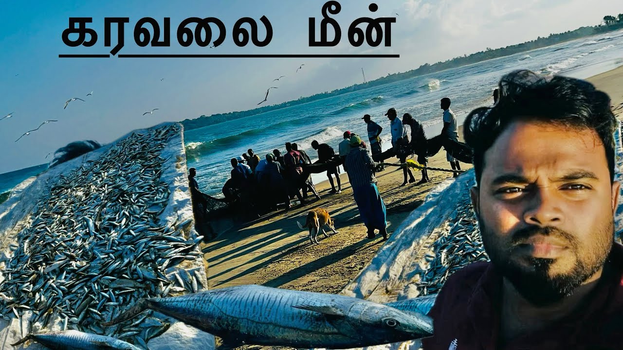 Fresh fish 🐟whole sale’s&கரவலை மீன் பிடிக்கும் இடம் ✌️👌|Hafeeth Vlogs 