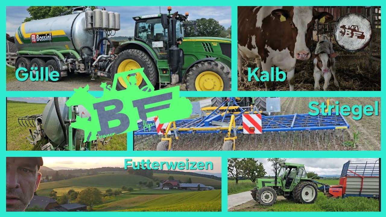 Kühe füttern. Kalb von Ricola. Mais striegeln. Gülle weg..........