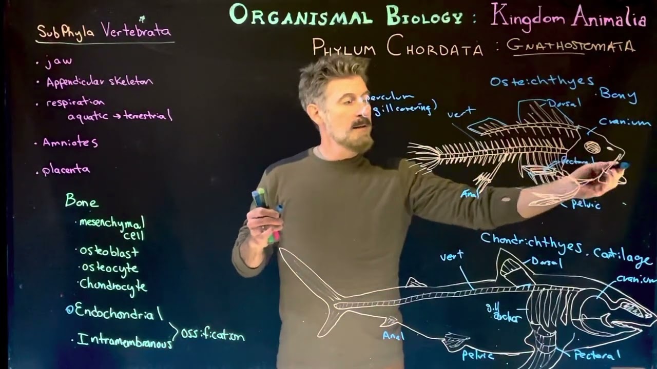 Ossification: Bony vs Cartilaginous Fish