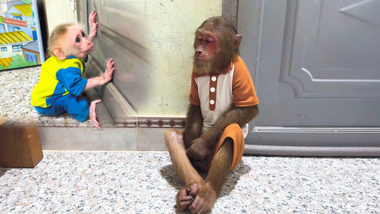 Too Cute! CUTIS Feels Sad but Baby Monkey Is the One Worried