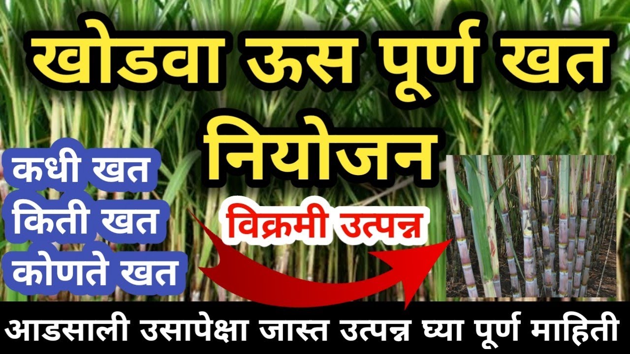 खोडवा ऊस पूर्ण खत नियोजन / Khodava Us Khat Niyojan / आडसाली उसापेक्षा खोडव्याचे विक्रमी उत्पादन