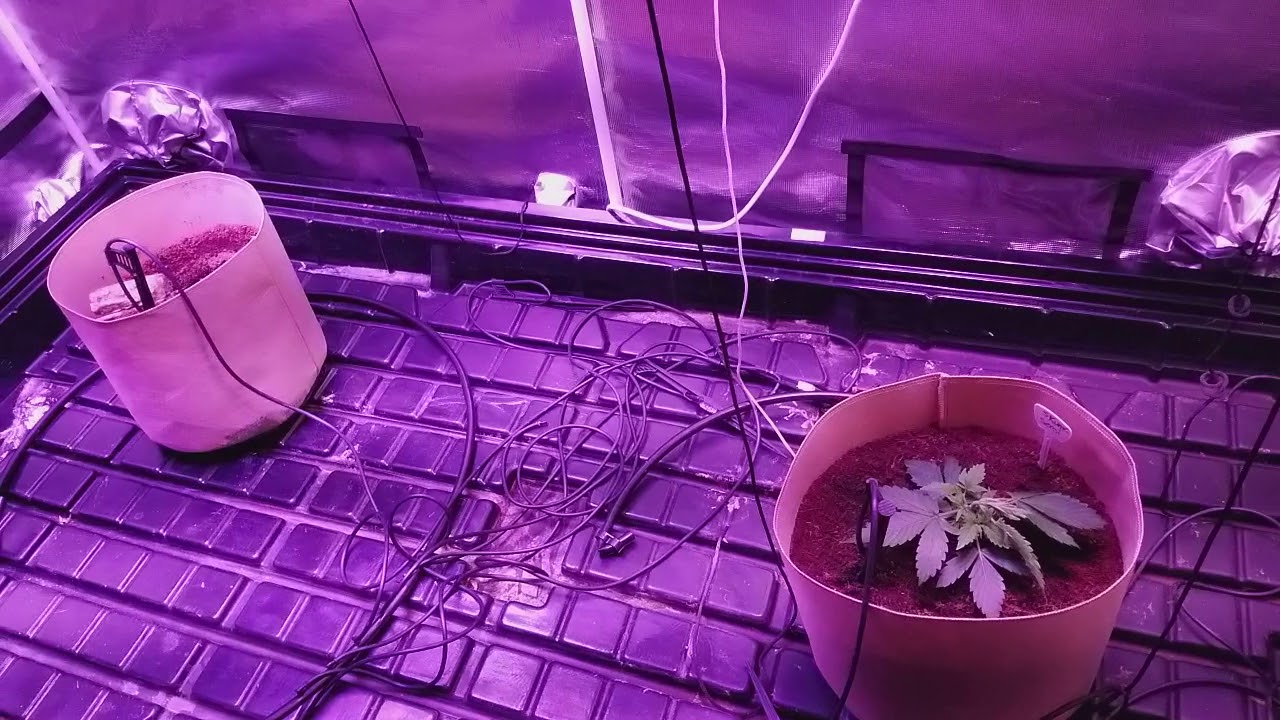 Day 15 auto skunk grow, perfect sun cob LED