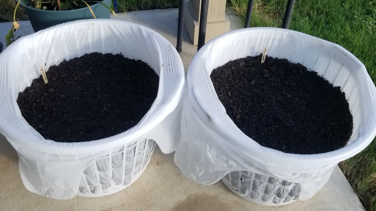 Dollar Tree Laundry Baskets for Gardening! | Gardening on a Budget 💵🌱